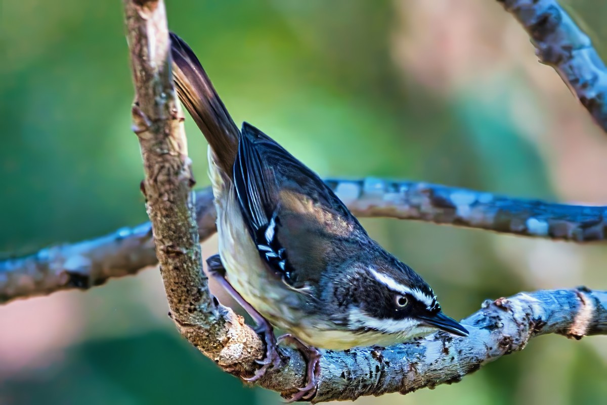 White-browed Scrubwren (Buff-breasted) - ML642307450