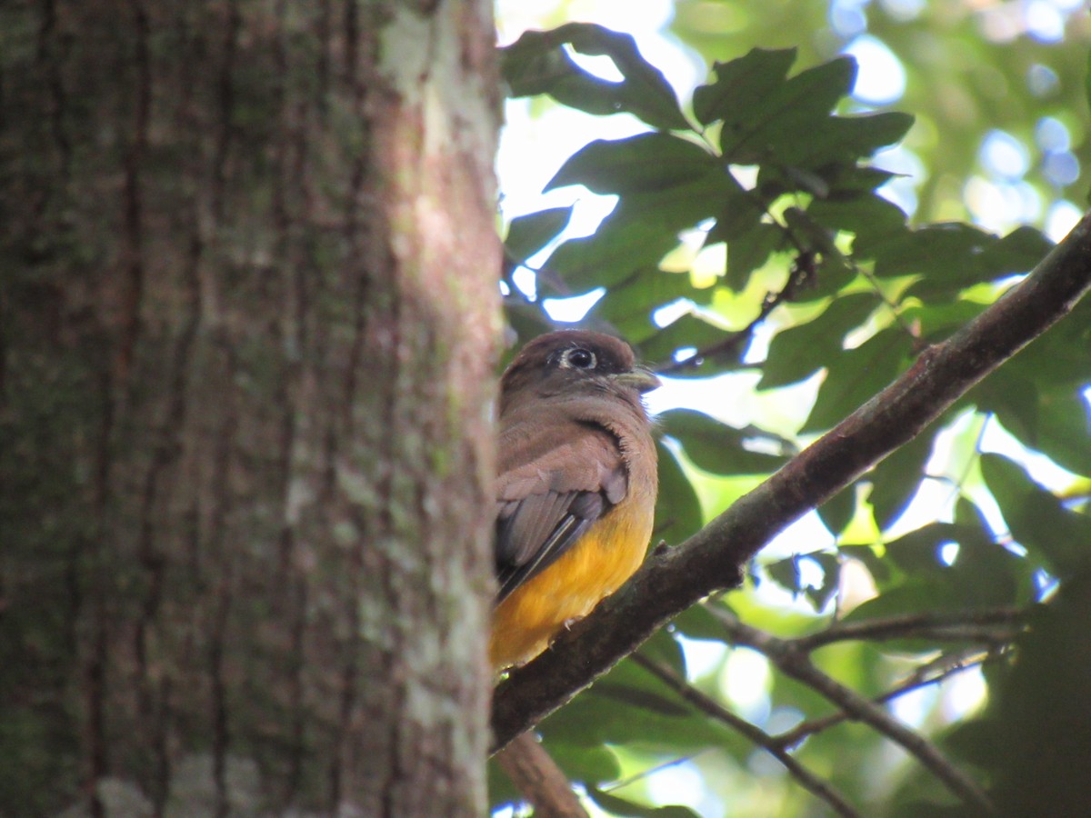 Atlantic Black-throated Trogon - ML642307453