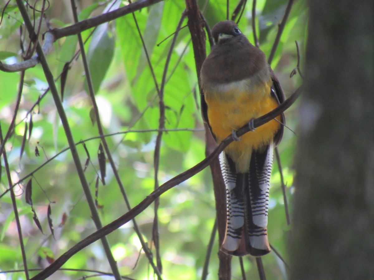 Atlantic Black-throated Trogon - ML642307454