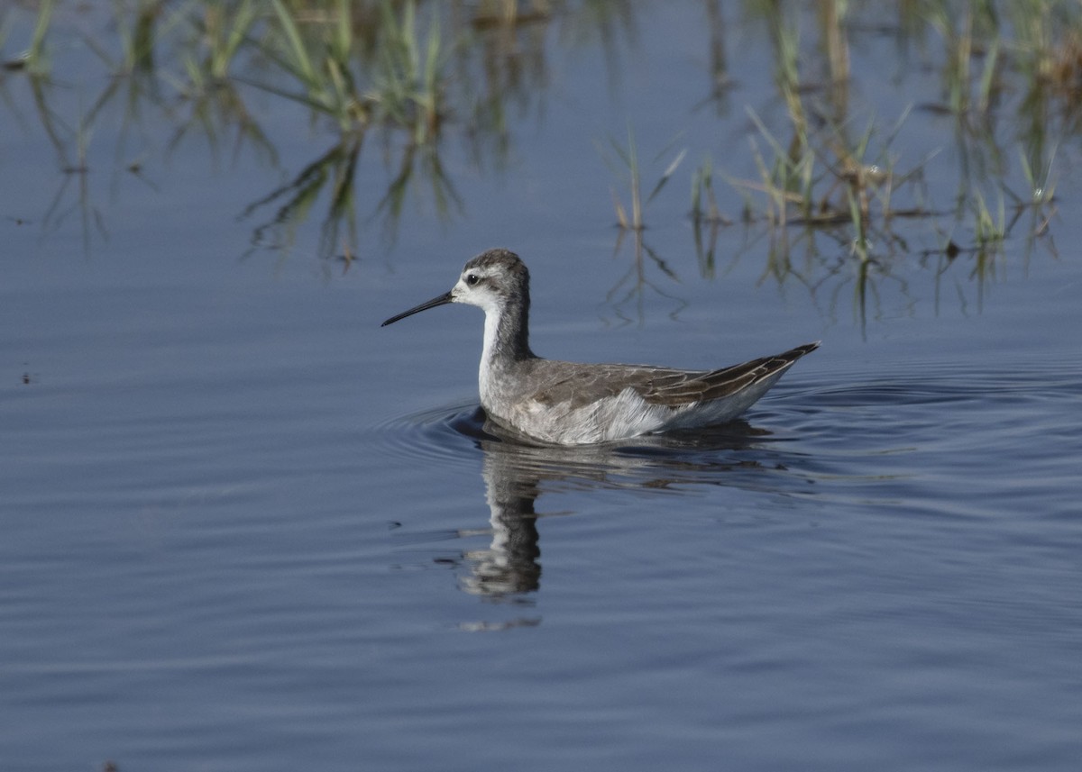 hvithalesvømmesnipe - ML642307455
