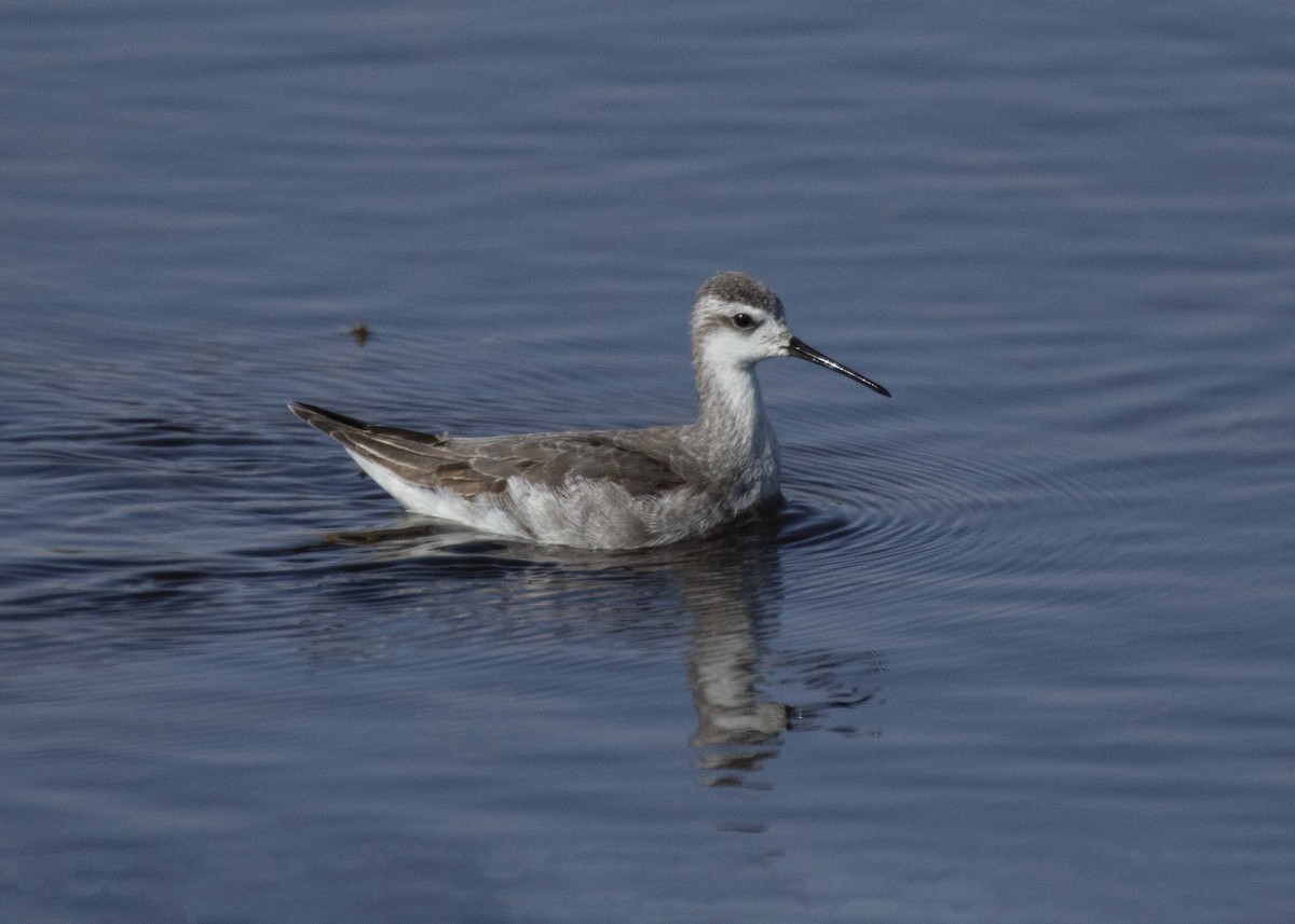 hvithalesvømmesnipe - ML642307461