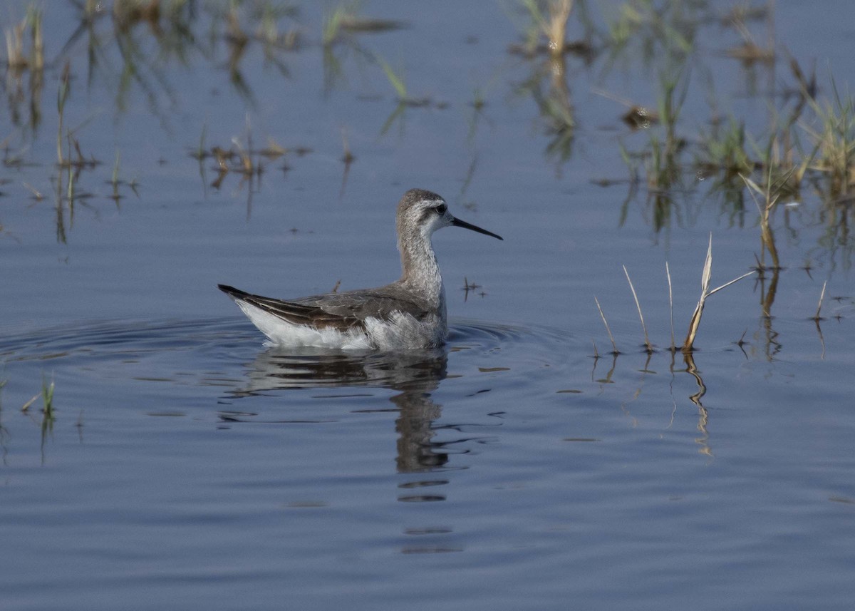 hvithalesvømmesnipe - ML642307466