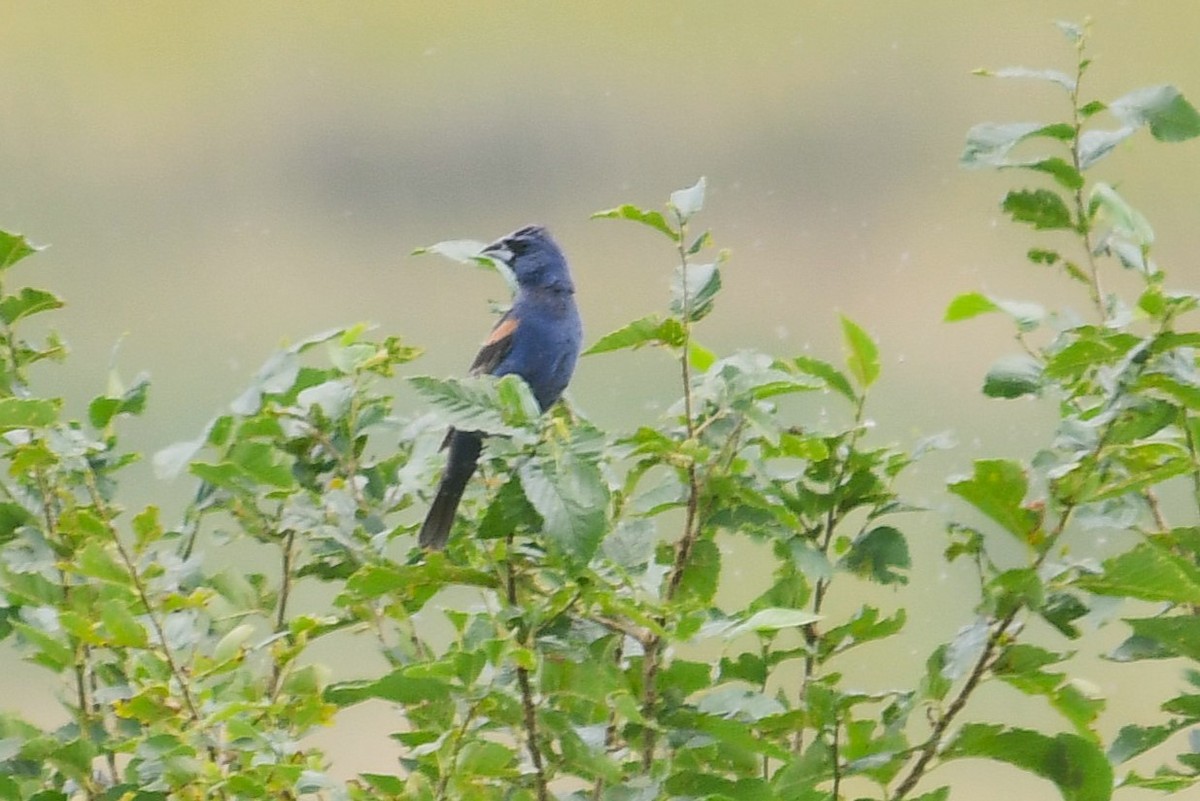 Blue Grosbeak - ML642307476