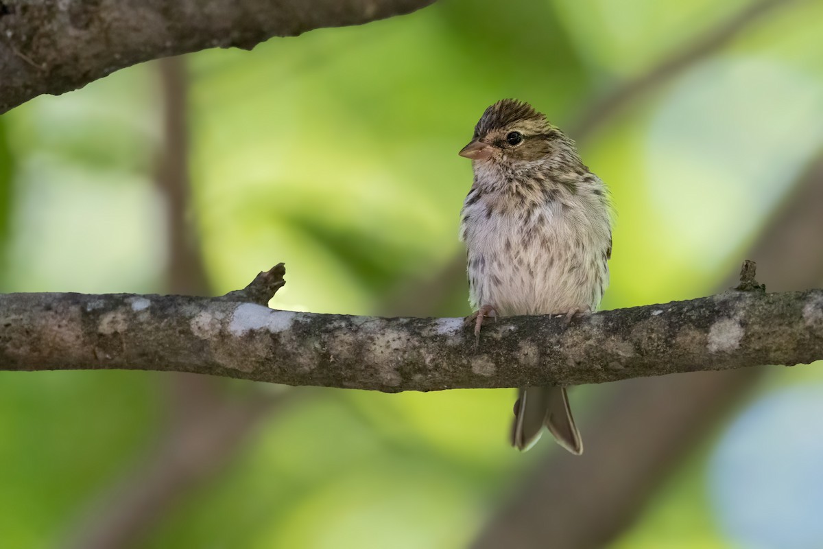Chipping Sparrow - ML642307477