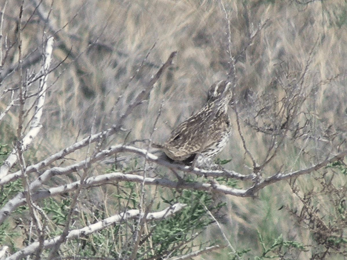 Western Meadowlark - ML642307484