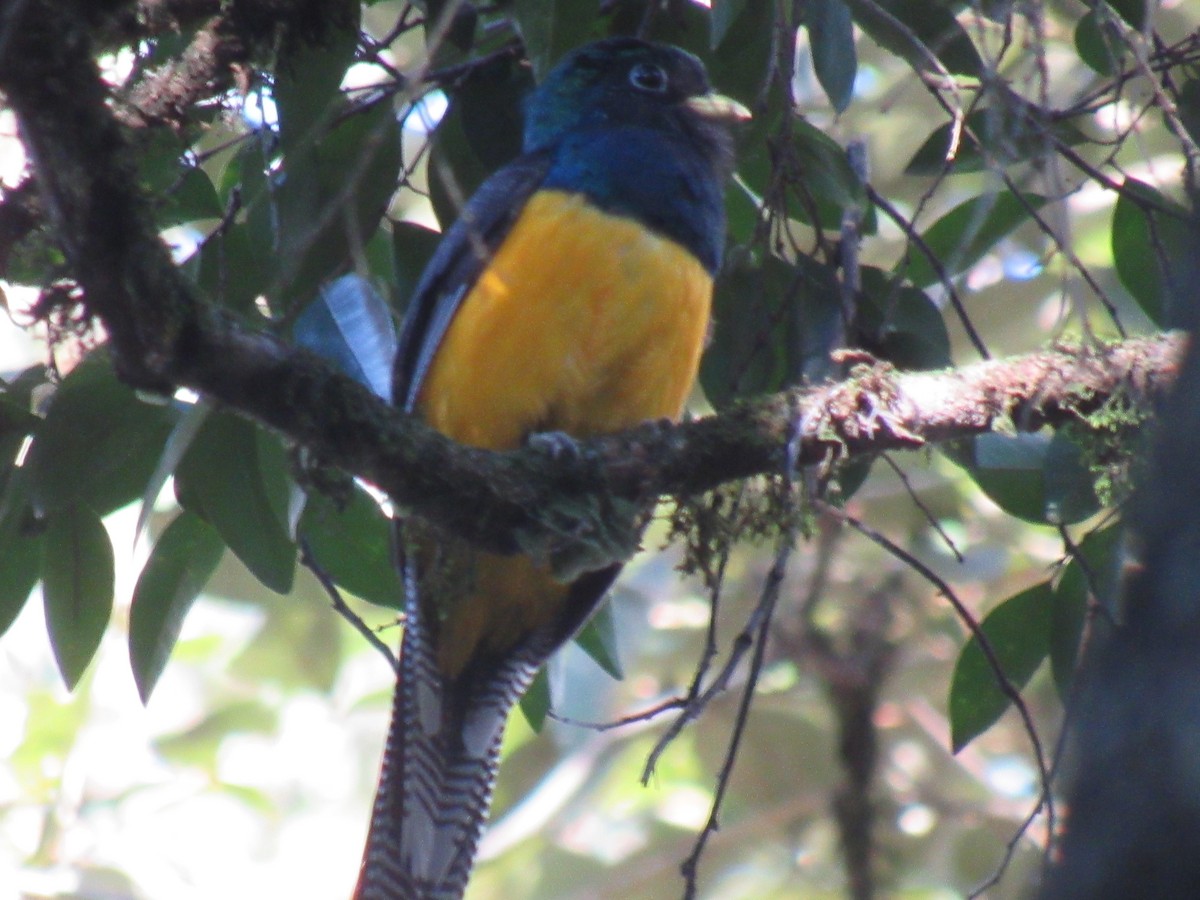 Atlantic Black-throated Trogon - ML642307485