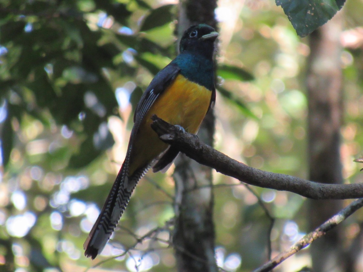 Atlantic Black-throated Trogon - ML642307486