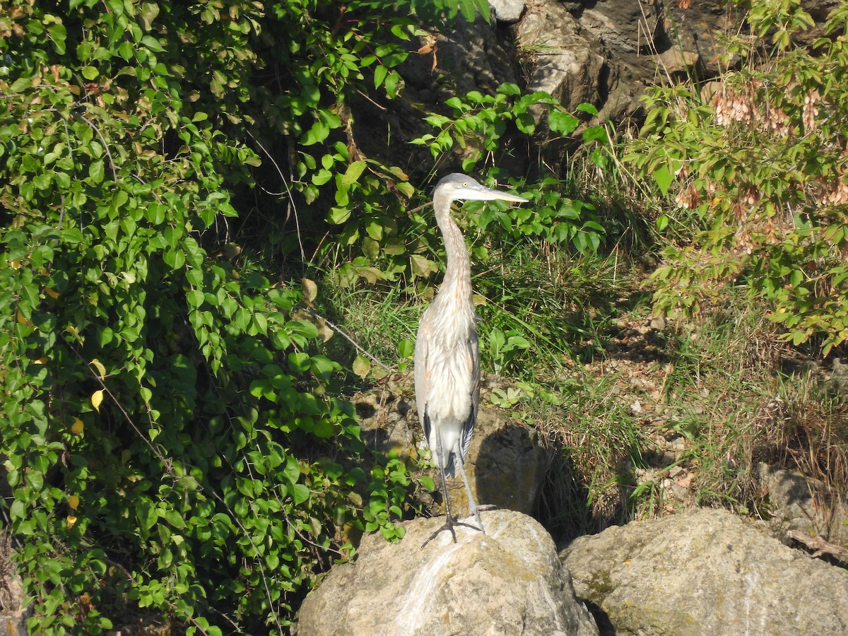 Great Blue Heron - ML642307489