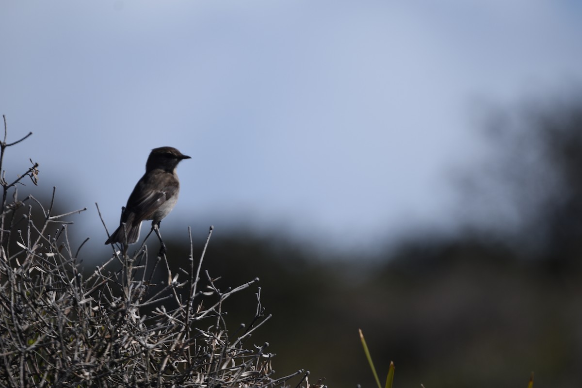 Dusky Robin - ML642307490