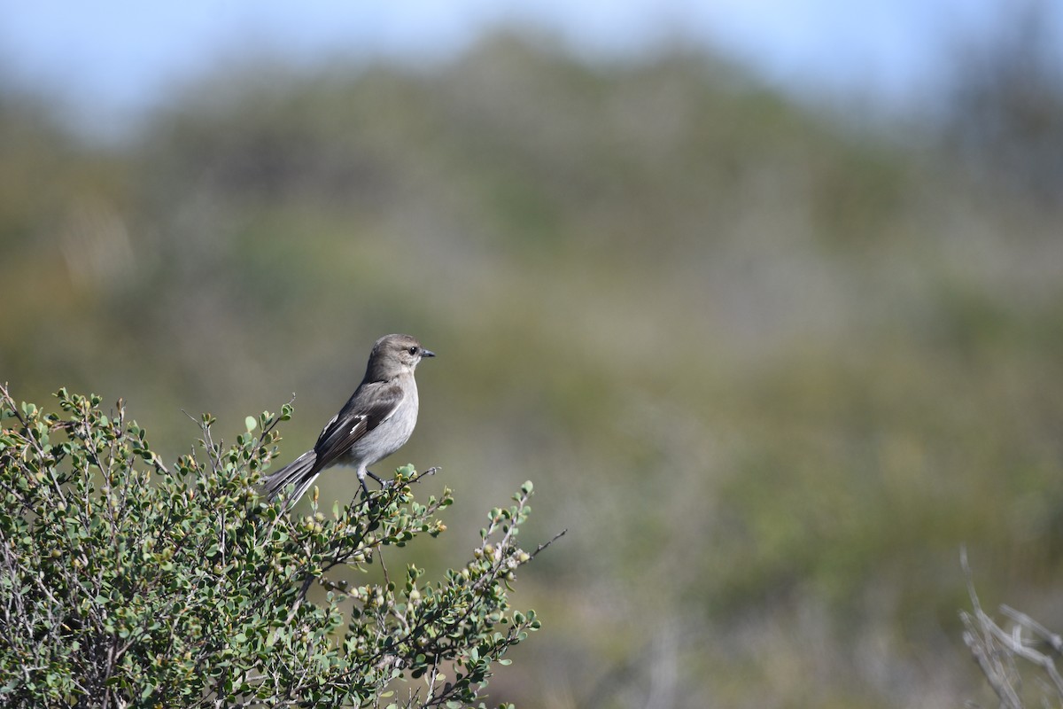 Dusky Robin - ML642307492