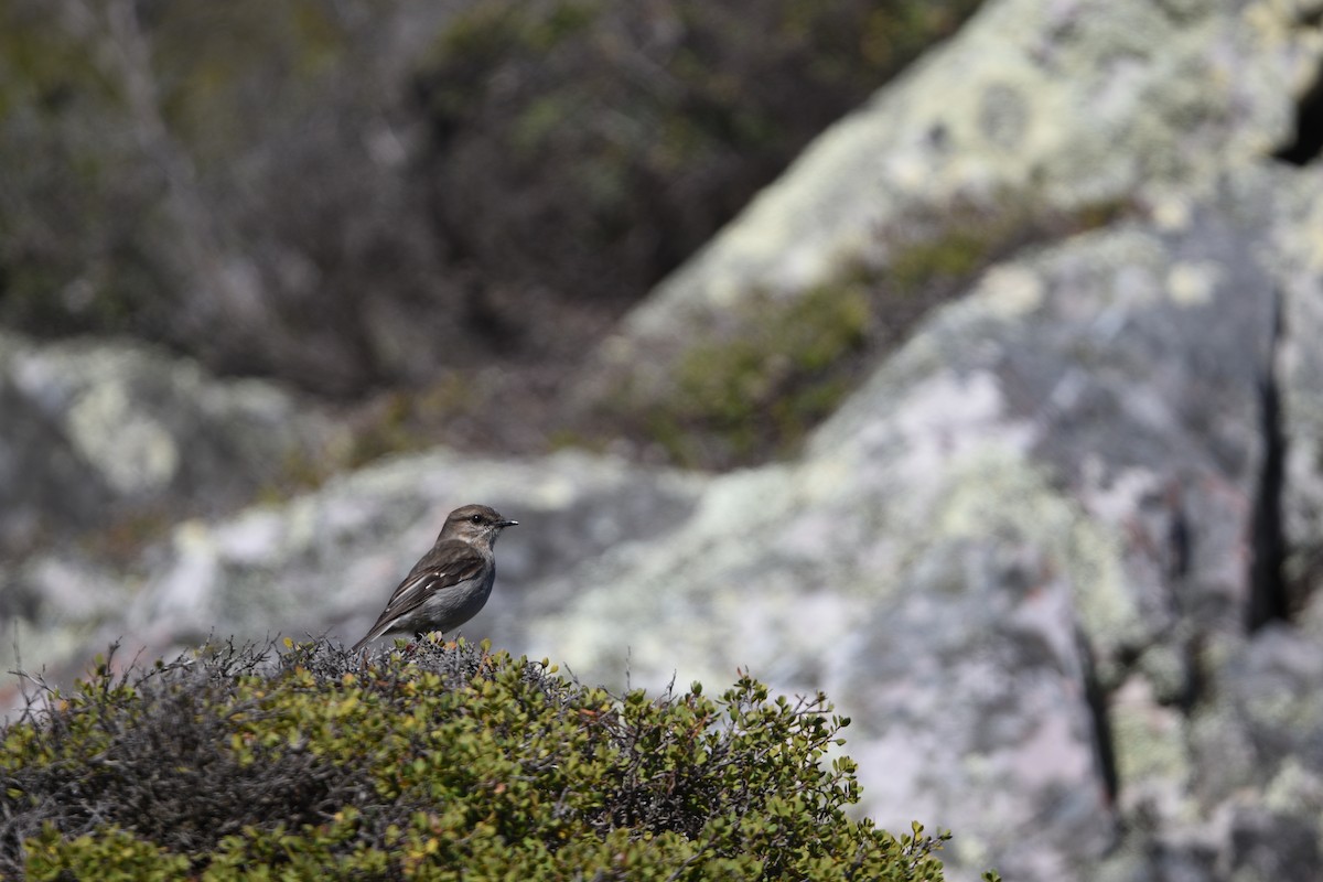 Dusky Robin - ML642307493