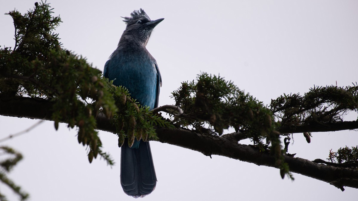 Steller's Jay - ML642307512
