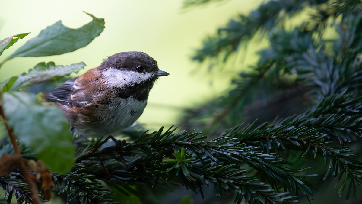 Chestnut-backed Chickadee - ML642307514