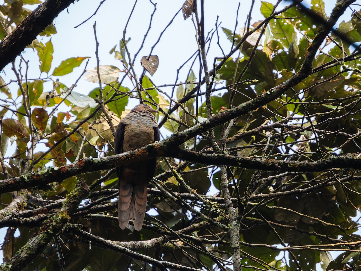 Sultan's Cuckoo-Dove (Sulawesi) - ML642307526