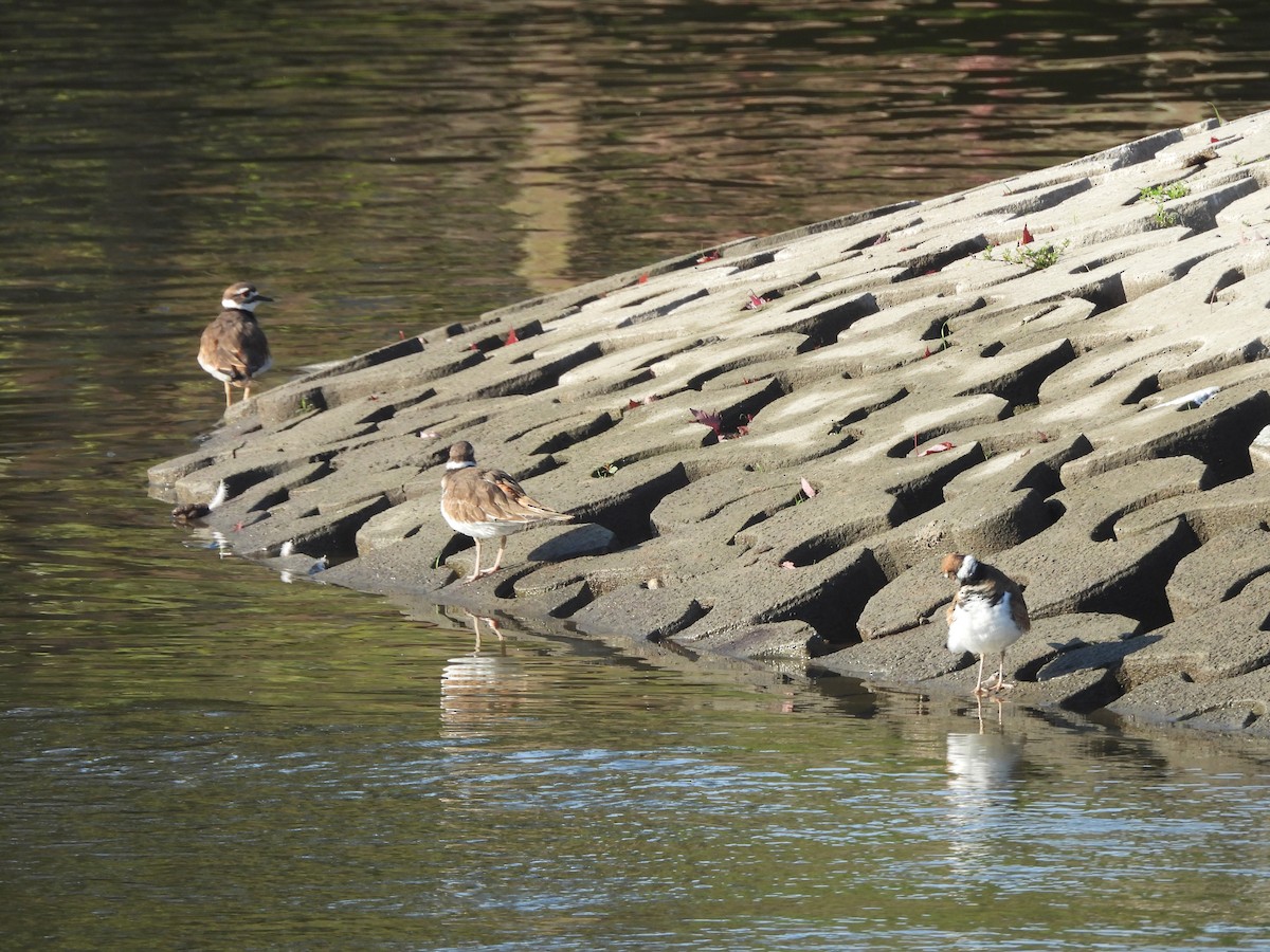 Killdeer - ML642307536