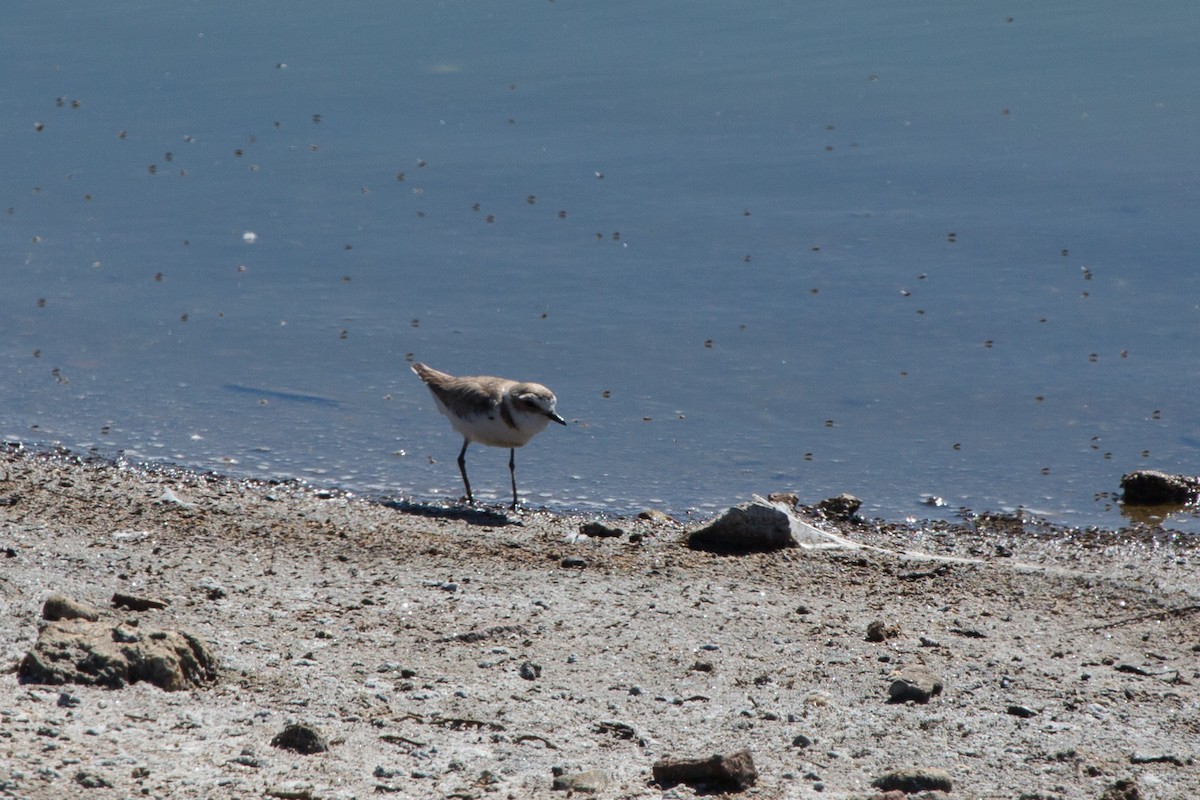 Kentish Plover - ML642307538