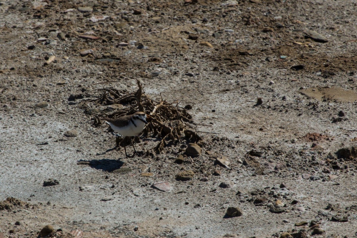 Kentish Plover - ML642307539