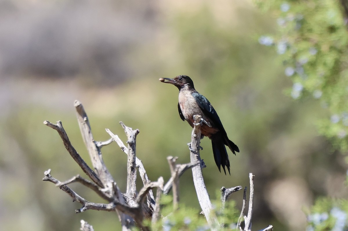 Lewis's Woodpecker - ML642307544