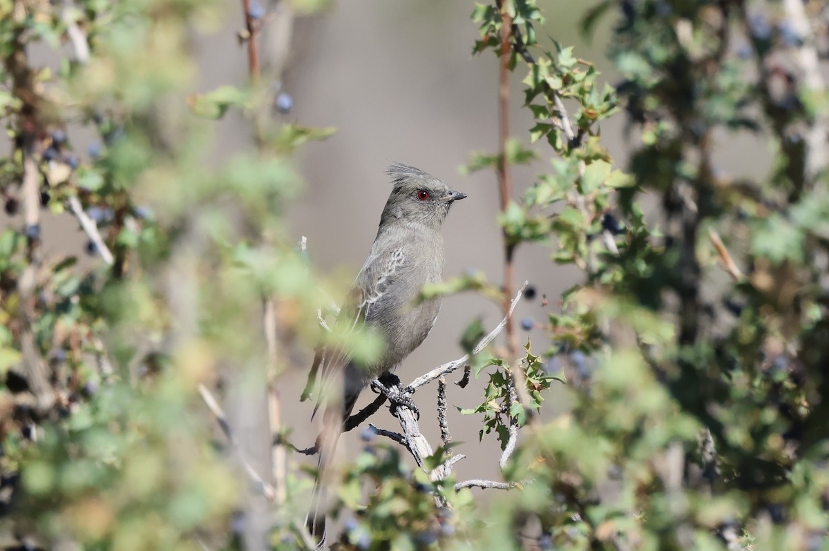 palmovník tmavý - ML642307550