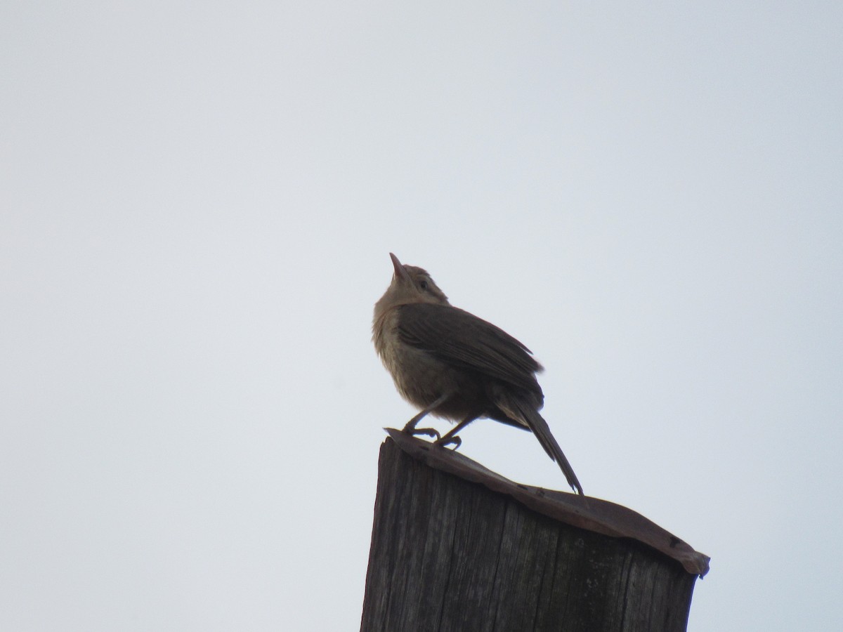Thrush-like Wren - ML642307552