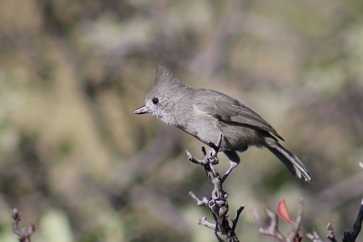 Juniper Titmouse - ML642307559