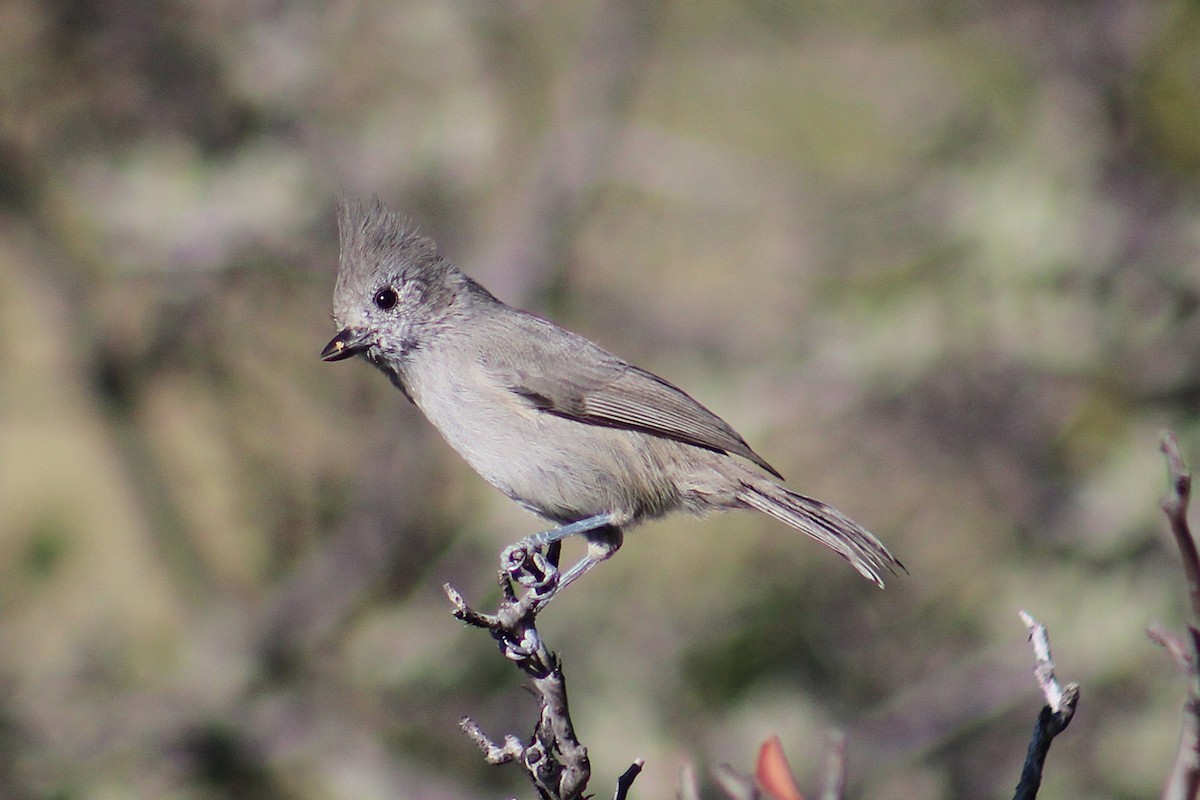Juniper Titmouse - ML642307560