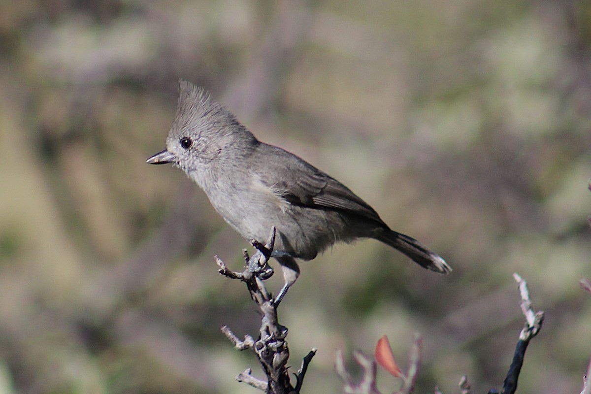 Juniper Titmouse - ML642307562
