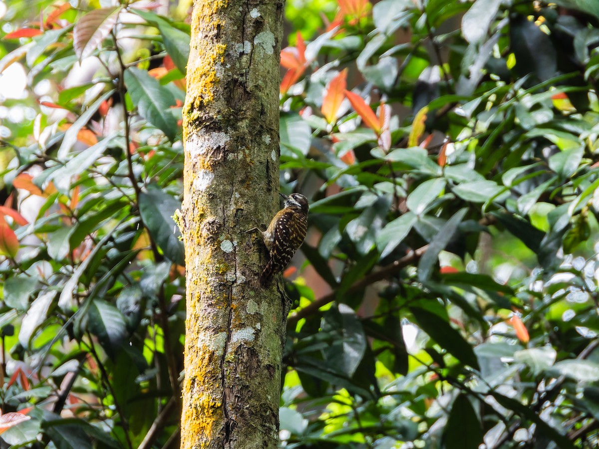 Sulawesi Pygmy Woodpecker - ML642307570
