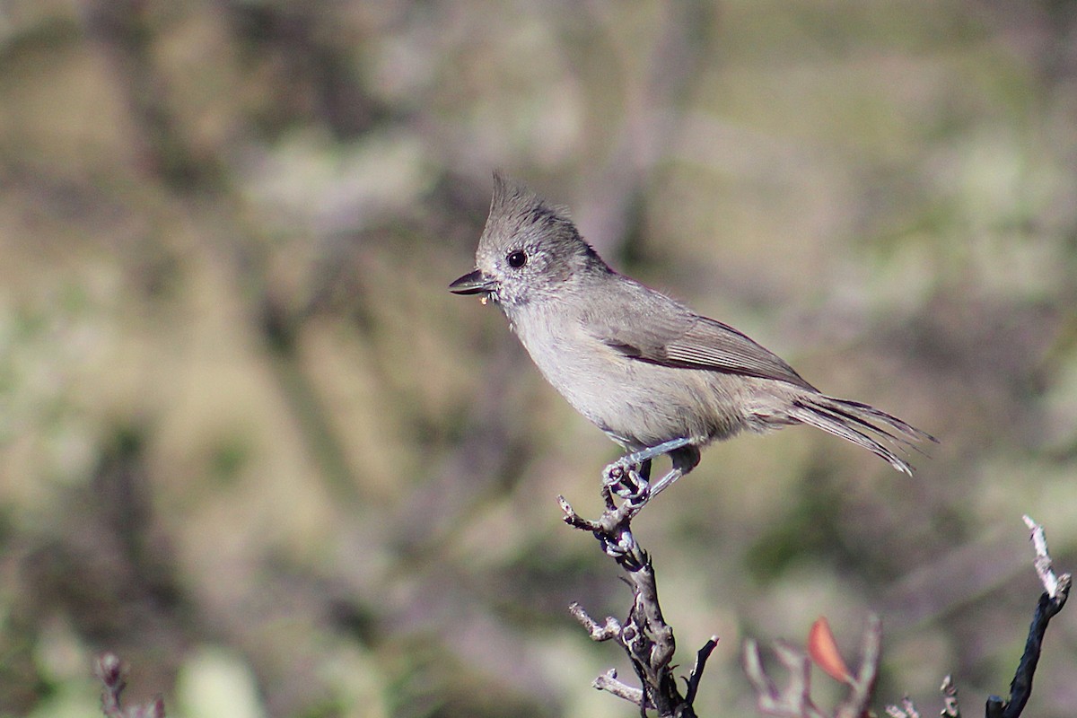 Juniper Titmouse - ML642307579
