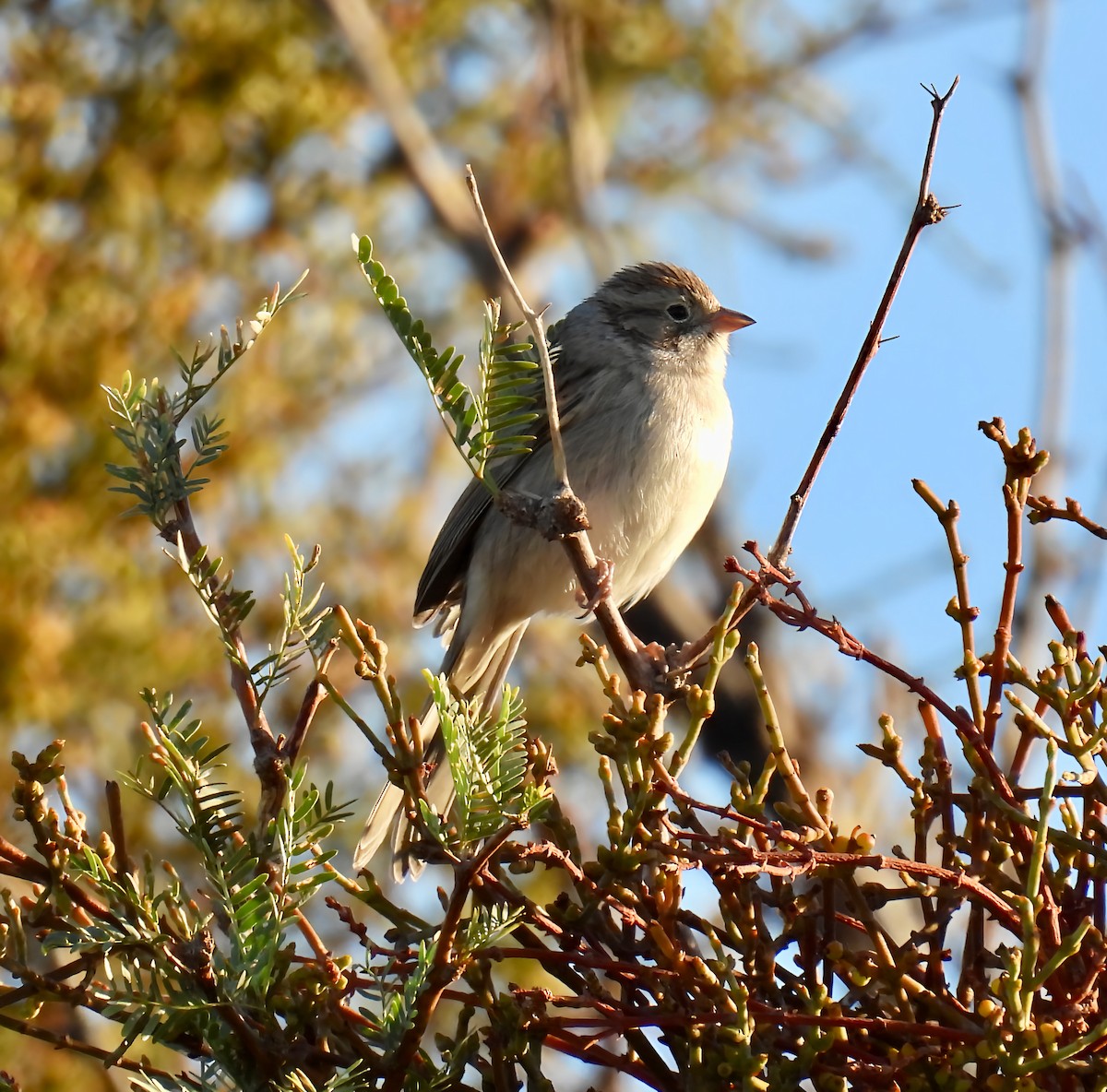 Brewer's Sparrow - ML642307588