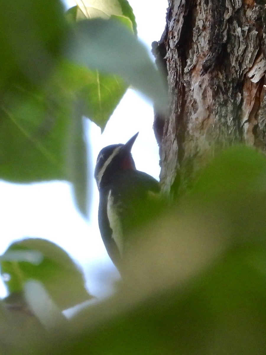 Williamson's Sapsucker - ML642307590