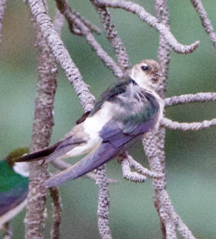 Violet-green Swallow - ML642307591