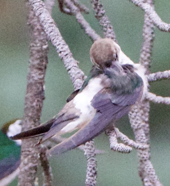 Violet-green Swallow - ML642307592