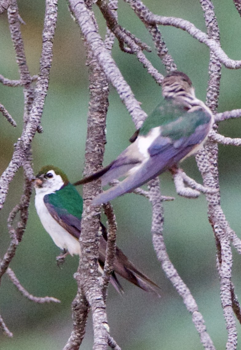 Violet-green Swallow - ML642307594