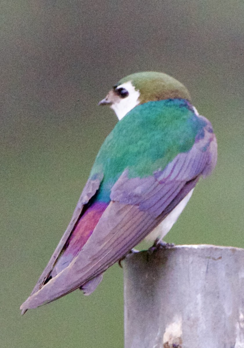 Violet-green Swallow - ML642307596