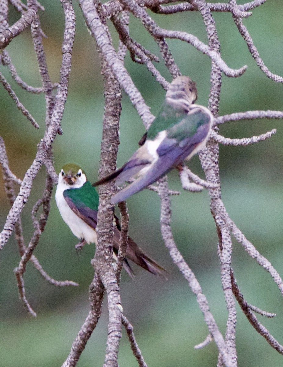 Violet-green Swallow - ML642307597
