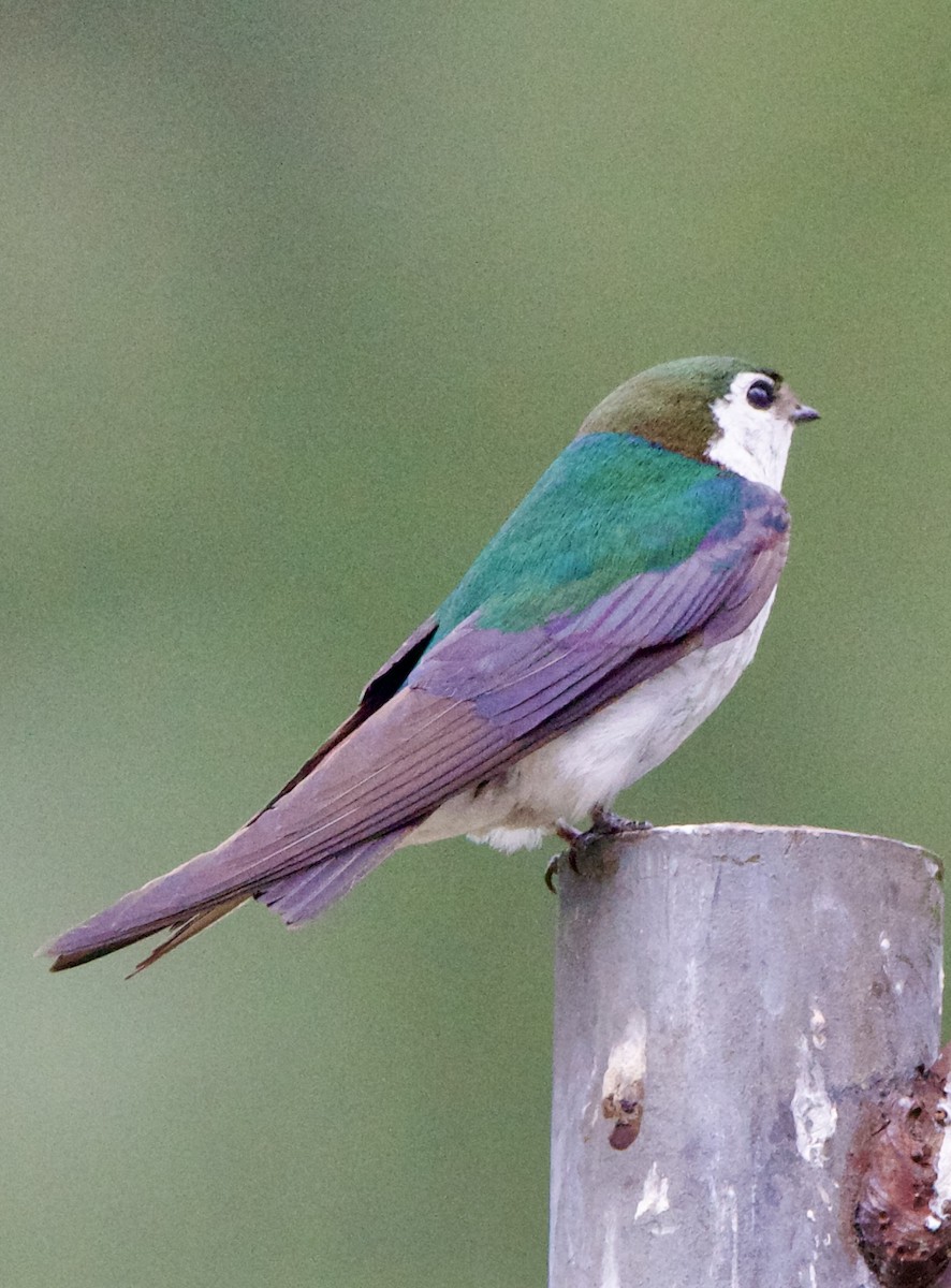 Violet-green Swallow - ML642307599