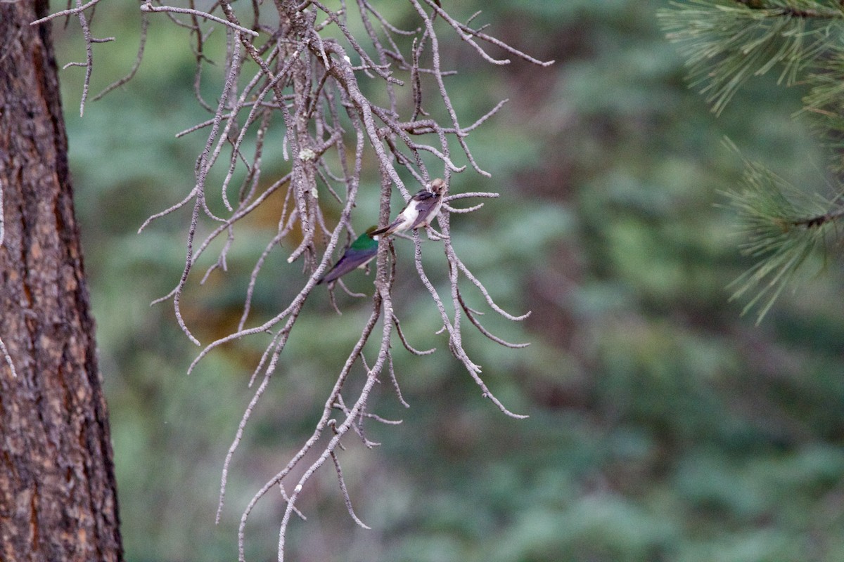 Violet-green Swallow - ML642307601