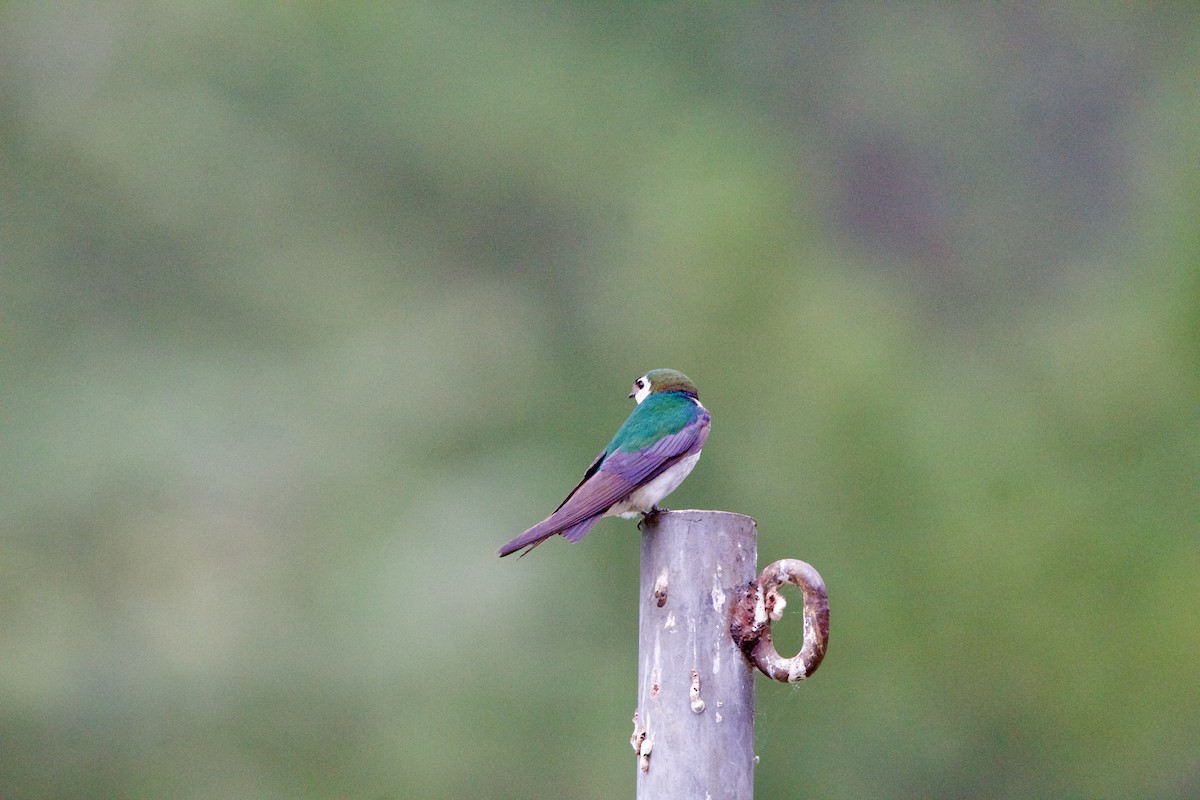 Violet-green Swallow - ML642307602