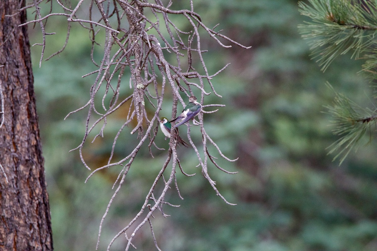 Violet-green Swallow - ML642307603