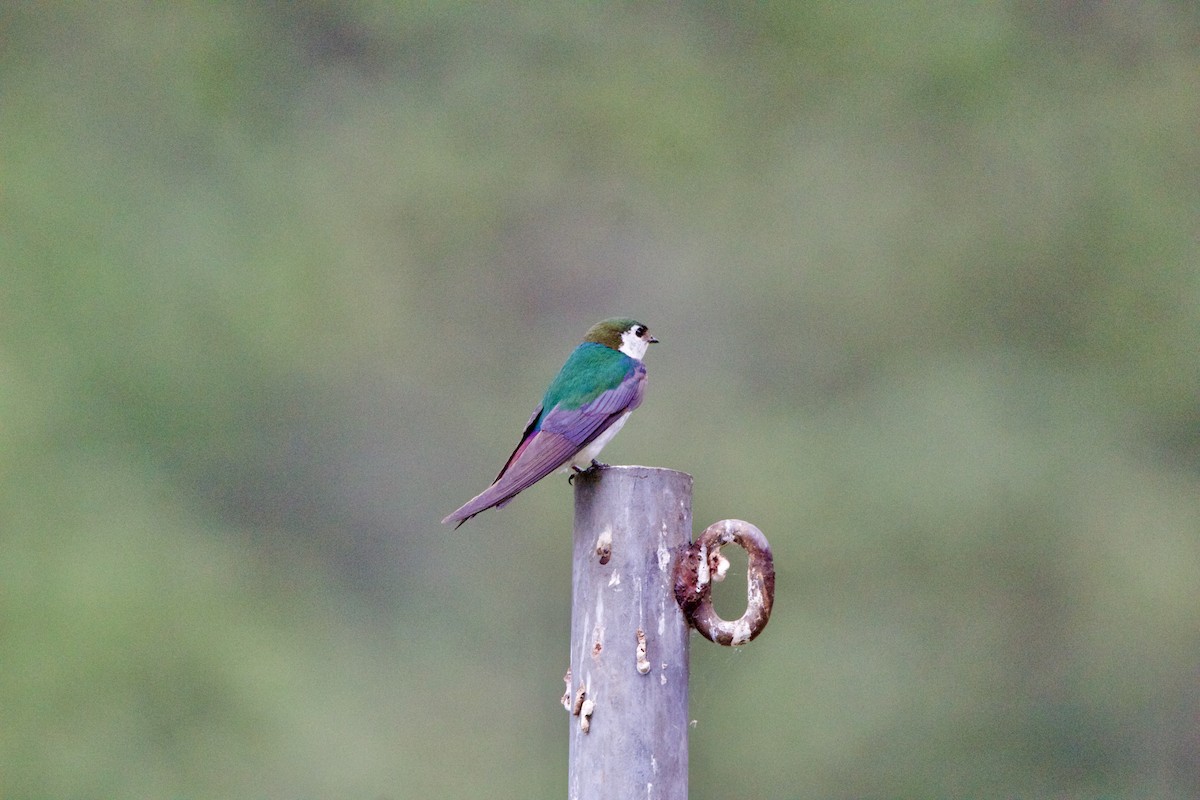 Violet-green Swallow - ML642307604