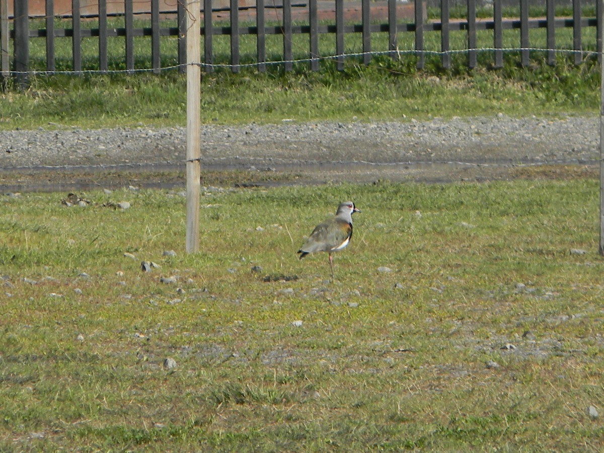 Southern Lapwing - ML642307606