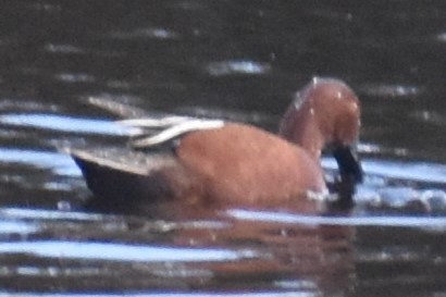 Cinnamon Teal - ML642307608