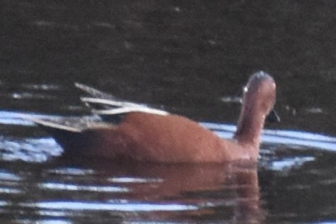 Cinnamon Teal - ML642307609
