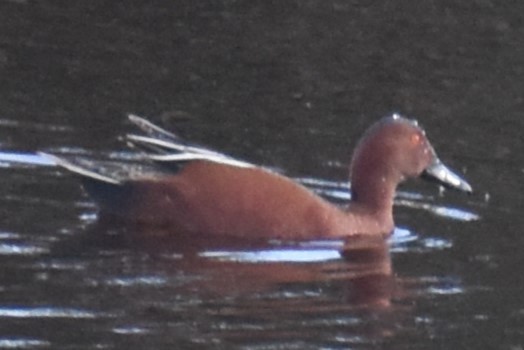 Cinnamon Teal - ML642307610