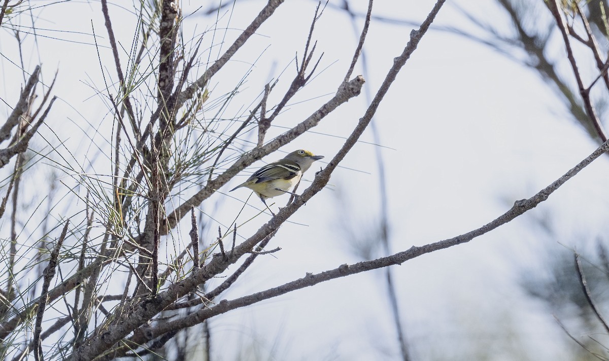 White-eyed Vireo - ML642307614