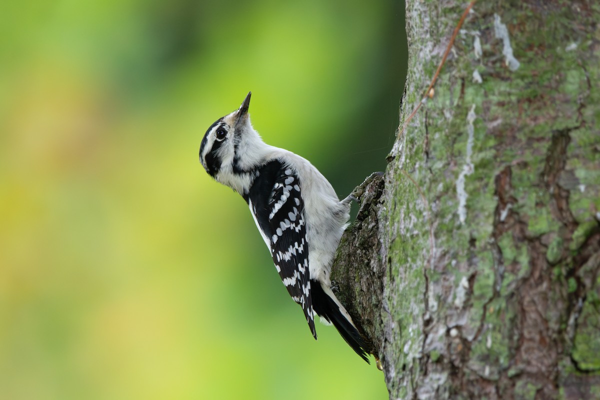 Downy Woodpecker - ML642307618