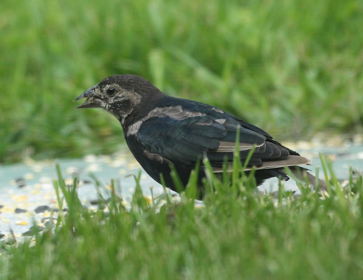 Brown-headed Cowbird - ML642307619
