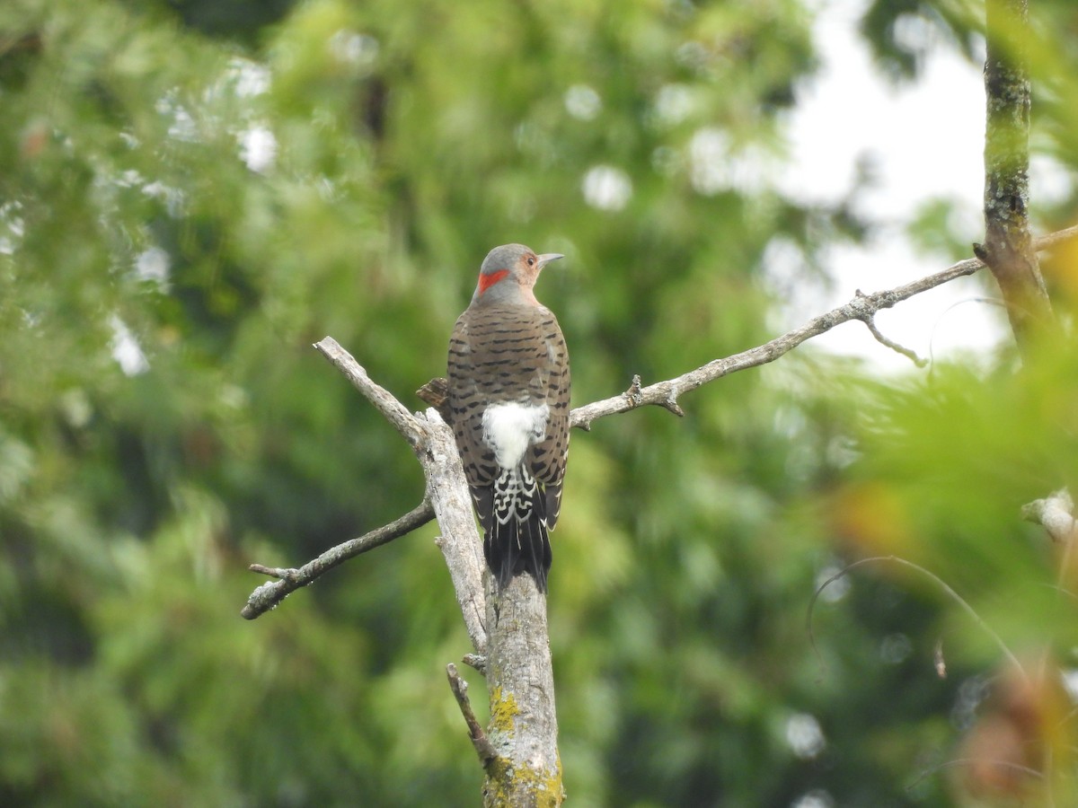Northern Flicker - ML642307624