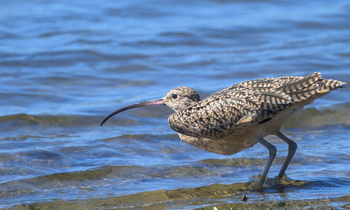 Long-billed Curlew - ML642307629